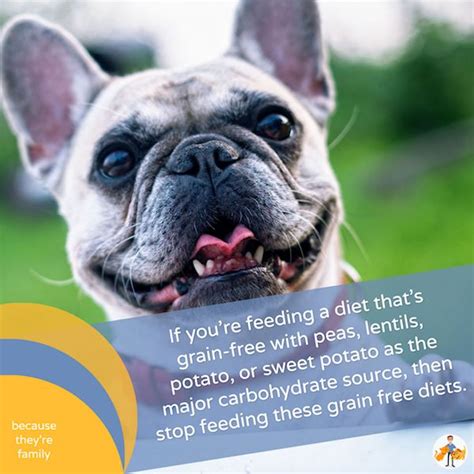 Grain Free Dog Food is Killing Dogs! The Facts as We Know Them in 2020 — Our Pet's Health