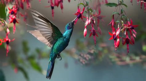 Bird, Flowers, fuchsia, humming-bird - Birds wallpapers: 2560x1440