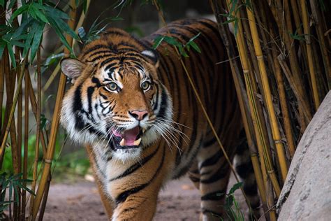 New Tiger Joins Houston Zoo Family - The Houston Zoo