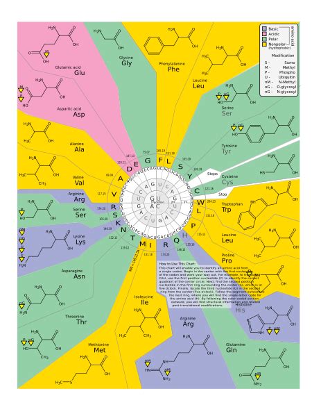 Genetic code - wikidoc