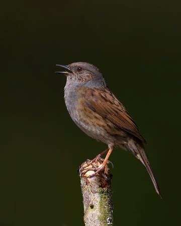 Dunnock breeding