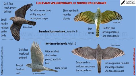 Hawks – Raptor Identification – The complete raptors guide