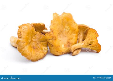 Golden Chanterelle Mushroom Stock Photo - Image of white, cooking: 14979556