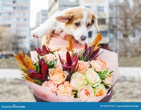 A Small Puppy with Bouquet of Flowers Outdoors Stock Image - Image of love, cute: 145167157