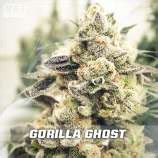 Gorilla Ghost (par BSF Seeds) :: Info de Variété