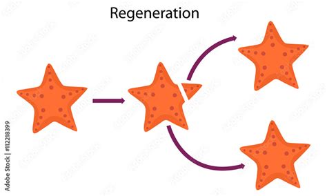 starfish Regeneration Stock Vector | Adobe Stock