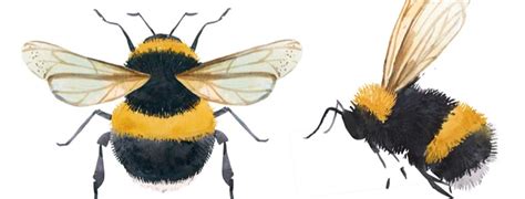 Bumblebee Identification Info Arrow Exterminating Company,, 55% OFF