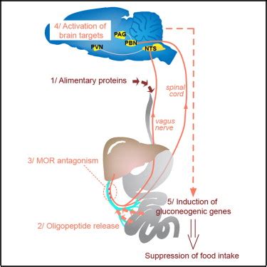 Mu-Opioid Receptors and Dietary Protein Stimulate a Gut-Brain Neural ...