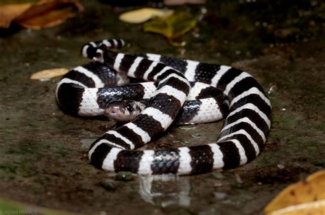 Many Banded Krait - Bungarus multicinctus — HongKongSnakeID.com