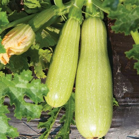 Alexandria Summer Squash | Garden seeds, Squash seeds, Zucchini