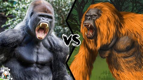 Gorilla VS Gigantopithecus - The only primate that could have defeated ...