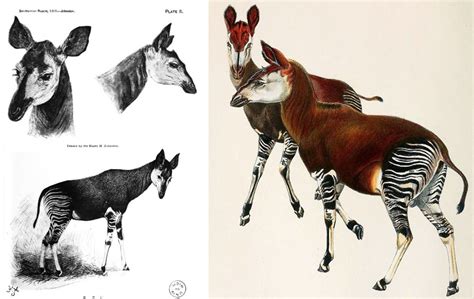 The Discovery of the Okapi, Part 1 — Tetrapod Zoology