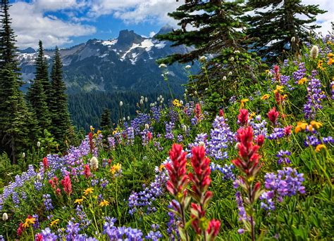 HD wallpaper: assorted-color petaled flower field, flowers, mountains ...