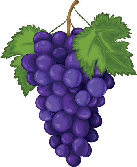 Grape. Ripe grapes are blue. Fresh grapes. Wine grapes vector ...