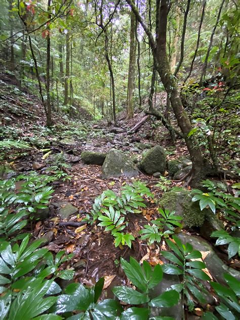 Frogs in hot water: habitat shrinking for Gondwana rainforest mountain ...