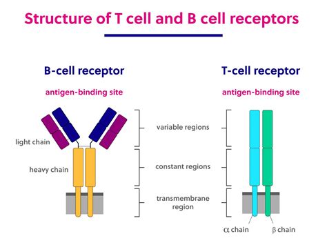 B cell and T cell structure and function | Immunology