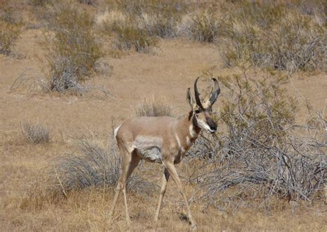 Efforts to preserve Sonoran Pronghorn Antelope – Rocky Point 360