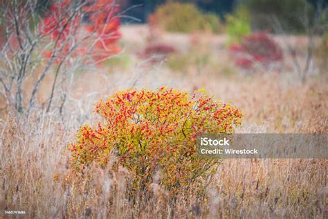 Shrub Of Red Berries At The Burrage Pond Wildlife Management Area In Hanson Massachusetts Usa ...