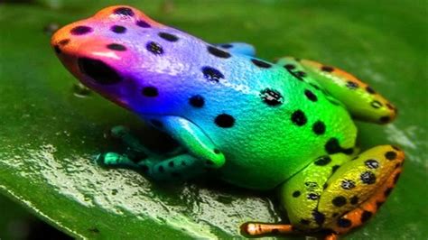 Purple tree frog - senturinnatural
