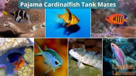 Pajama Cardinalfish - Unveiling the Wonders of This Amazing Fish