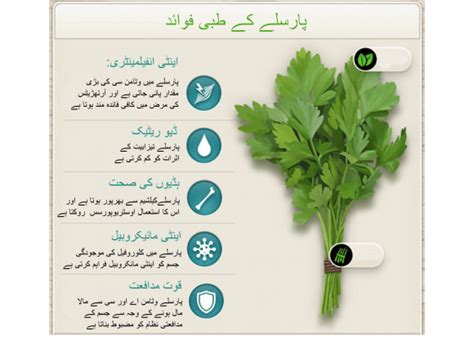 Parsley Uses in Urdu | Parsley kay tibbi fawaid janiye | HTV Urdu