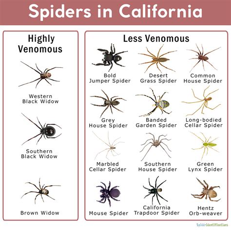 What to Do if You Have a Spider Bite and What to Look For