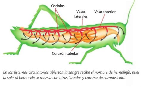 an insect with different parts labeled in spanish