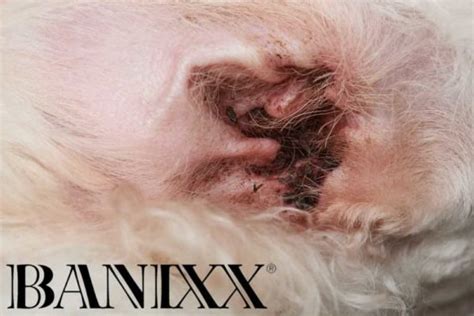 Dog Ear Infections: Causes Symptoms & How To Treat | Banixx