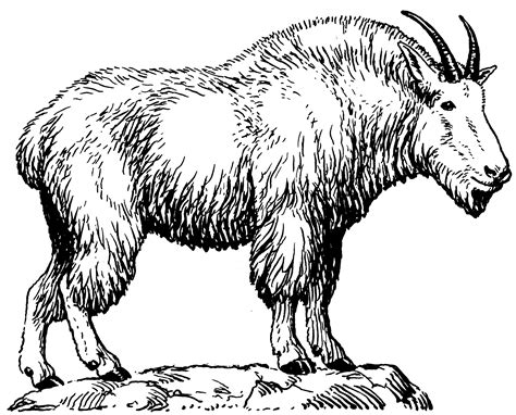 File:Mountain Goat (PSF).png - Wikimedia Commons
