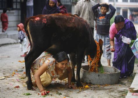 The Advaitist: Why do Hindus worship cows?