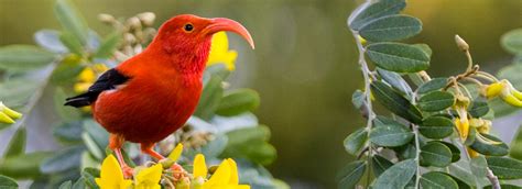 'I'iwi | American Bird Conservancy