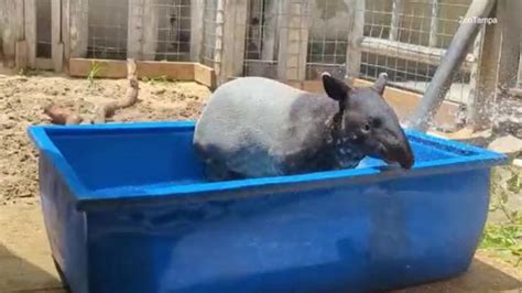 Bear in bubble bath: How ZooTampa animals are cooling off in the heat