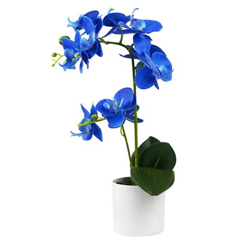 Álbum 200+ flores orquideas azules - Abzlocal.mx