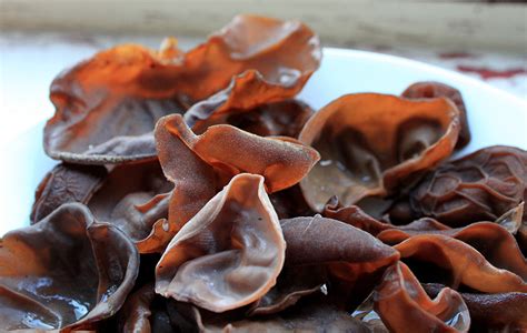 Jelly ear fungus | British Local Food