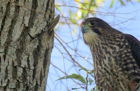 New Zealand falcon/kārearea: New Zealand native land birds