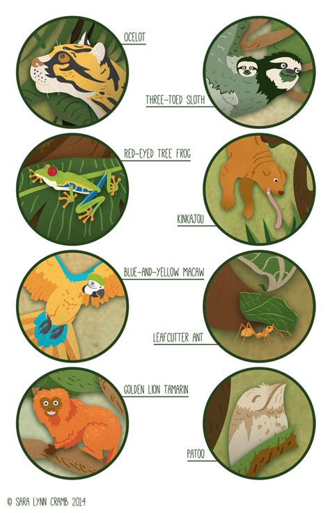 Sara Lynn Cramb's Portfolio - Layers of the Rainforest