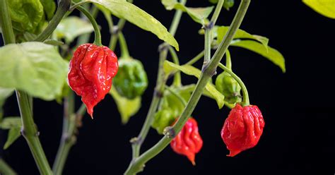 Carolina Reaper Pepper Growing & Care - The Garden Magazine