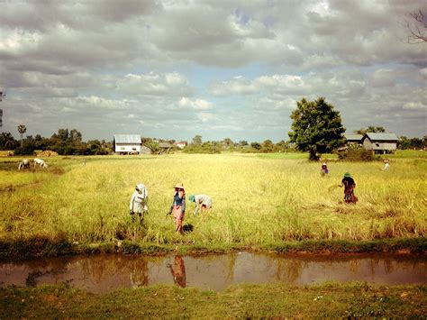 Rice paddy workers. Siem Reap Cambodia Siem Reap Cambodia, Rice Paddy, Golf Courses, Country ...