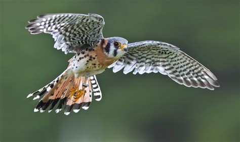 5 American Kestrel HD Wallpapers | Backgrounds - Wallpaper Abyss