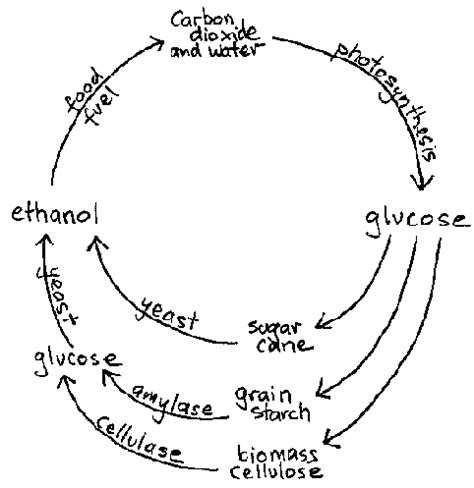 SEE WHAT I SAW: ethanol fermentation cycle