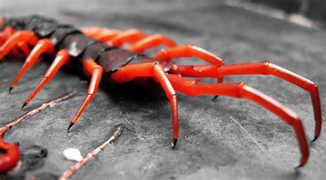 Thailand’s Monster Poisonous Centipede | Pattaya Unlimited | Centipede ...