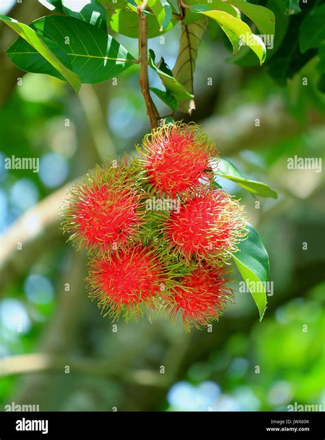 Rambutan Tree High Resolution Stock Photography and Images - Alamy