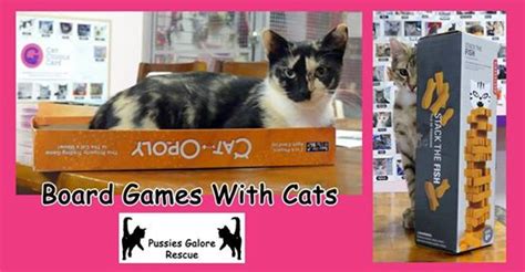 Board Games With Cats – Cat Cuddle Cafe |Brisbane|