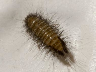 The Baby Beetle That Causes Big Problems In Streator Homes | Carpet Beetles In IL & IA