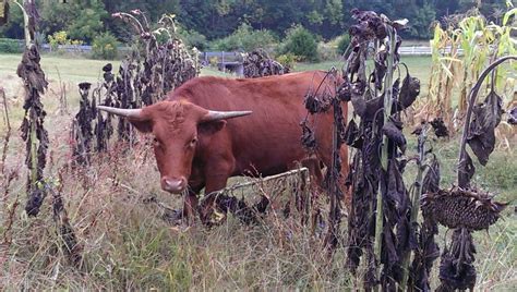 Texas Longhorn Cattle - www.CedarSpringFarm.com