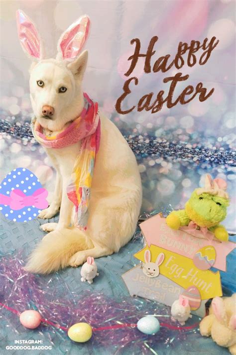 Bunny Ears on a Husky | Easter dog, Happy easter bunny, Dog holiday