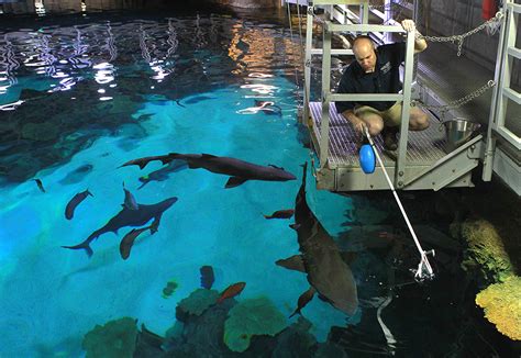 Dinnertime at Shark Reef at Mandalay Bay | Entertainment