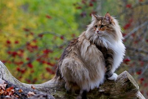 35 HQ Images Norwegian Forest Cat Personality Uk - Norwegian Forest Cat ...