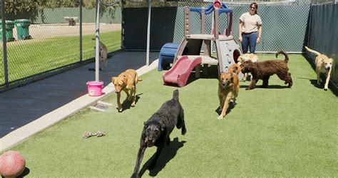 Average Cost To Build A Dog Park - Encycloall