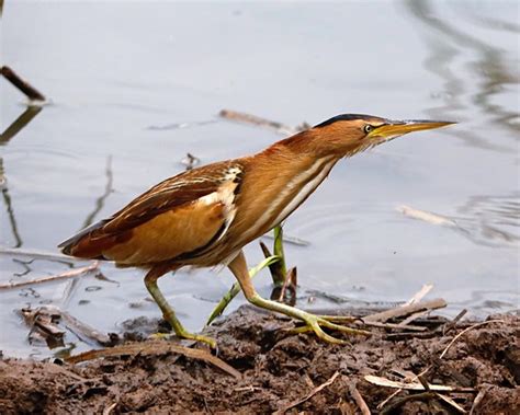 Little Bittern (female) | Alan J Leith | Flickr